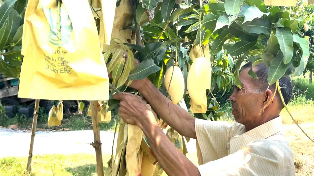 สงครามกระทบส่งออก "มะม่วงน้ำดอกไม้สีทอง" คาดตกค้างกว่า 8 แสนลูก