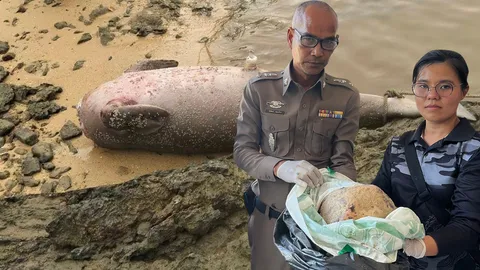 อนาถ “พะยูนไร้หัว” เกาะยาวน้อย พบชิ้นส่วนจมูกถูกทิ้ง คนร้ายตัดหัวหลังตาย ส่งหลักฐานตำรวจล่าตัว