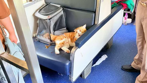 “แมวส้มคลั่ง” อาละวาดบนรถไฟสายใต้ ไล่กัดเจ้าของ ส่งผลให้ขบวนรถล่าช้า
