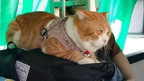 ฟังอีกมุม "แมวส้ม" กัดเจ้าของเลือดไหล ยืนยันไม่ได้เป็นเหตุให้ "รถไฟล่าช้า"