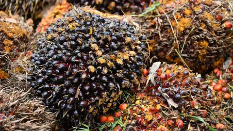 กรมการค้าภายใน สั่งคุมเข้มรับซื้อปาล์มหลังสงกรานต์ ลุยเช็กลานเท–โรงงานทันที กันถูกกดราคา