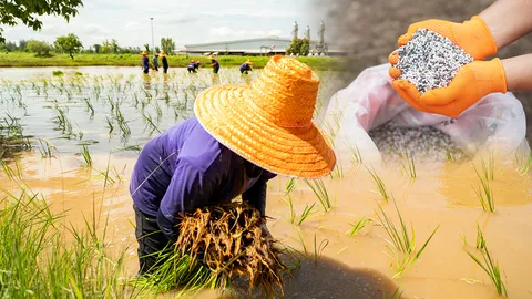 ดีลรัสเซีย ซื้อปุ๋ยยูเรียล้านตัน ลดขาดแคลน ชาวนาโอดขูดรีด แบกต้นทุนนาปี