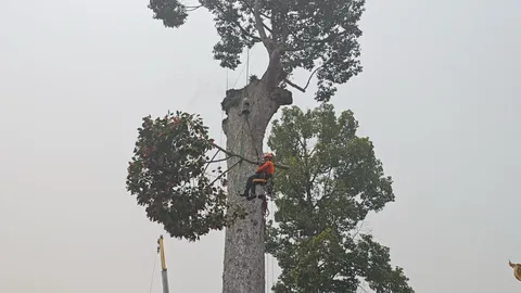 รุกขกรรักษา “ต้นไม้หมายเมือง” อายุกว่า 226 ปี เชียงใหม่ หลังกิ่งหักวันพญาวัน