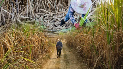 ชาวไร่อ้อย 4 องค์กร ร้องแบกต้นทุนสูง แรงงานขาดแคลน ราคาตกต่ำไม่ได้รับแก้ไข