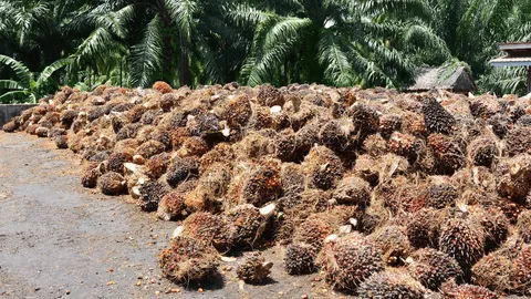 ไฟเขียวส่งออกน้ำมันปาล์มดิบ