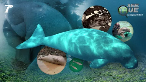 วิกฤต “พะยูน” ฝูงสุดท้าย เมื่อโลกร้อน-มนุษย์คุกคาม หวั่นเหลือเพียงชื่อคู่อันดามัน 