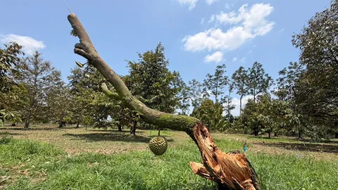 โอด "ทุเรียน" ผลร่วงระนาว คนสวนแปดริ้ว พิษพายุฤดูร้อน