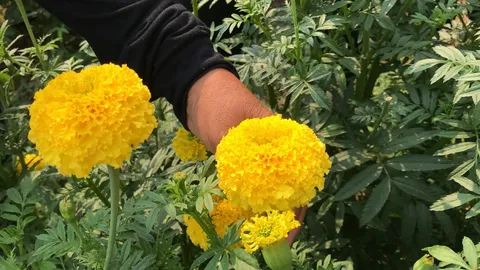 พลิกฟื้นพื้นที่ปล่อยว่าง ปลูกดาวเรือง ลงทุนน้อย รายได้ดี ทำเงินไร่ละกว่า 100,000 บาท