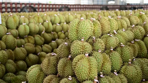 ไลฟ์สดขายทุเรียน ชาวสวนโอดดั้มราคา ต้นทุนเฉลี่ย 70บาท/กิโลกรัม