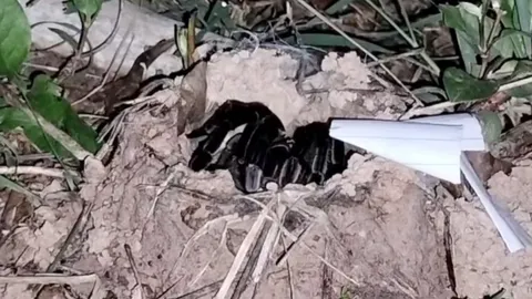 รอนานแต่ไม่ถอดใจ คอหวยทำพิธีขอเลขเด็ดเสี่ยงทาย “พญาบึ้ง” จ.ปราจีนบุรี งวด 2/5/69