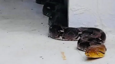 ส่องเลขเด็ด งูเหลือมยักษ์สองผัวเมีย เลื้อยขึ้นศาลพ่อปู่แม่ย่า ฮือฮาทั้งเกาะคำชะโนด