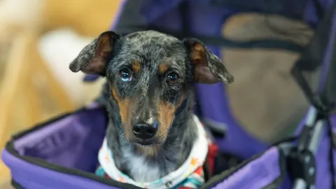 Pet Expo Thailand 2026 เปิดม่านวันแรกคึกคัก เอาใจทาสเพิ่มพื้นที่ 2 ชั้น จัดเต็มนวัตกรรมสัตว์เลี้ยง