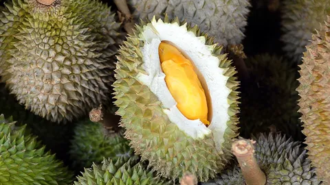 ทำความรู้จักทุเรียนพันธุ์โบราณ กบชายน้ำ และ ย่ำมะหวาด ทำไมถึงราคาสูงลิ่ว และนักสะสมต้องแย่งกัน