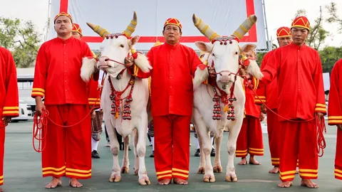 เปิดที่มา "พระโคพอ-พระโคเพียง" พระโคแรกนาขวัญ "วันพืชมงคล" ประจำปี 2569