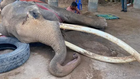 ปิดตำนาน "พลายทองใบ" ช้างงาสวย ยาวที่สุดในประเทศไทย ล้มตายอย่างสงบ