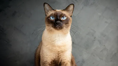 เปิดประวัติ "แมววิเชียรมาศ" (Siamese Cat) 1 ใน 5 แมวไทยมงคลที่ต่างชาติยกย่อง