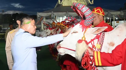 ผู้ทำหน้าที่พระยาแรกนา "วันพืชมงคล 2569" ทำพิธีล้างมือพระยาแรกนา-เจิมหน้าพระโค