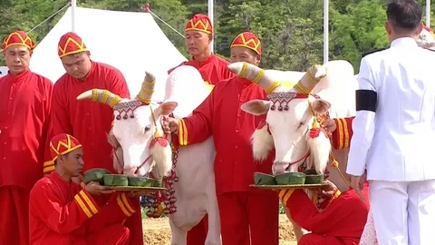 วันพืชมงคล 2569 เปิดคำทำนาย “พระโคเสี่ยงทาย” กินถั่ว น้ำ หญ้า เหล้า