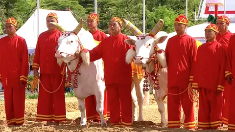 วันพืชมงคล 2569 พระยาแรกนาเสี่ยงทายได้ผ้านุ่ง 6 คืบ พระโคกินถั่ว-น้ำ หญ้า-เหล้า