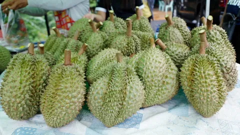 “ทุเรียนน้ำแร่บุรีรัมย์” เนื้อเนียนดุจคัสตาร์ด จ่อออกสู่ตลาด คาดแนวโน้มราคาสูงขึ้น
