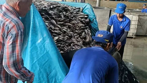 โรงงานปลาป่นสมุทรสาคร รับซื้อไม่อั้น “ปลาหมอคางดำ” หนุนจับ ใช้ประโยชน์ ลดการแพร่ระบาด
