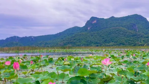 ปักหมุดไฮไลต์ใหม่ ล่อง “เรือถ่อพื้นบ้าน” สัมผัสความมหัศจรรย์ของธรรมชาติกลางบึงบัว ณ ทุ่งสามร้อยยอด