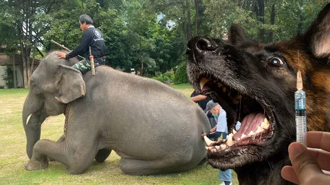 หมอเตือนภัยพิษสุนัขบ้าระบาด พบช้างบ้านโอกาสเสี่ยงได้รับเชื้อ 