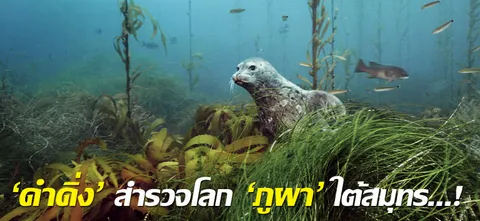 'ดำดิ่ง' สำรวจโลก 'ภูผา' ใต้สมุทร...!