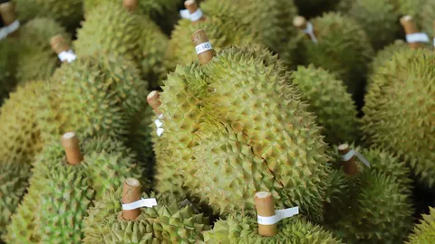 ปีทองทุเรียนไทย กระทรวงเกษตรฯ เผยยอดส่งออก ทะลุ 7.6 แสนตัน เฉียด 9 หมื่นล้าน