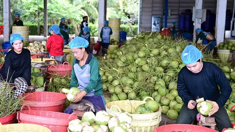 “พาณิชย์” ลุยราชบุรี ดัน "ล้งชุมชนมะพร้าวน้ำหอม" ต้นแบบ Zero Waste ยกระดับราคา