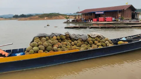 ชาวสวนสุดช้ำ ขับเรือส่ง "ทุเรียนหัวต้า" กว่า 1,000 กก. ขึ้นฝั่งได้ กลับไร้เงาคนซื้อ