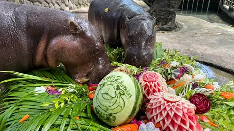 ฉลองใหญ่ครบรอบ 2 ขวบ "หมูเด้ง" ซุปตาร์ระดับโลก เดินหน้าบิ๊กโปรเจกต์ 75 ล้าน