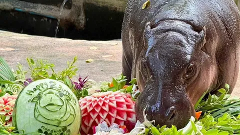 “หมูเด้ง” 2 ขวบ เซเลบระดับโลก เขาเขียวฉลอง ทุ่มงบ “75 ล้าน” สร้างหมู่บ้านฮิปโป
