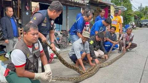 ฝนตกงูชุม เจ้าหน้าที่จับงูเหลือม 22 ตัว ส่งกรมป่าไม้นำปล่อยคืนสู่ธรรมชาติ