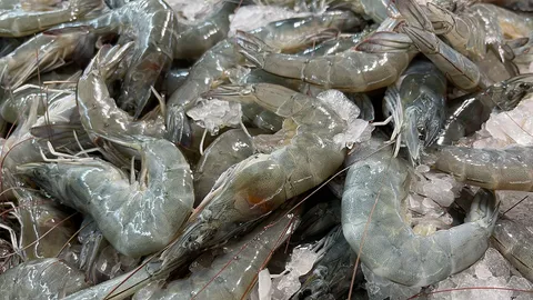 ดัน “อุตสาหกรรมกุ้งไทย” วาระแห่งชาติ ชงงบระบายผลผลิต บรรเทาพิษส่งออกชะลอตัว