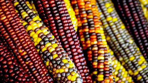 ไขข้อสงสัย "ข้าวโพดมีกี่สี" แต่ละสีต่างกันอย่างไร เมล็ดสีไหนสารอาหารเด่น ดีต่อสุขภาพ
