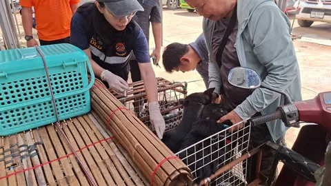 "ปศุสัตว์กันทรลักษ์" ประกาศเขตควบคุมโรคระบาด หลังพบหมาจรกัดคน ติดเชื้อพิษสุนัขบ้า
