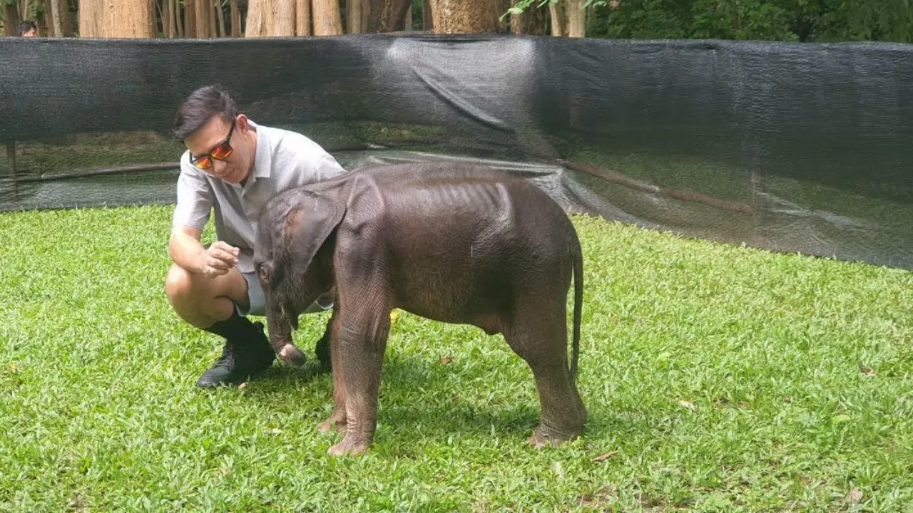 อุทยานฯ ไทรโยค อัปเดตอาการ "ลูกช้างป่าพลัดหลง" บาดแผลดีขึ้น กินนมได้ตามปกติ