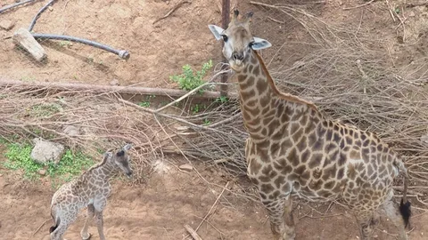 สวนสัตว์ขอนแก่น ต้อนรับสมาชิกใหม่สุดคิ้วท์ "ลูกยีราฟ" เพศเมีย วัย 3 เดือน
