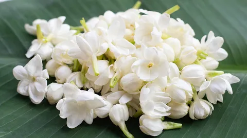 วันแม่ 2569 ส่องประโยชน์ "ดอกมะลิ" สรรพคุณบำรุงหัวใจ-ถอนพิษไข้ ไม่ได้มีดีแค่ความหอม