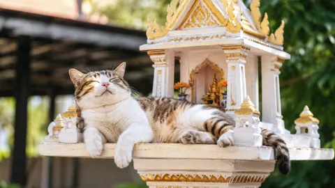 ไม่ได้ลบหลู่! เผย 5 เหตุผล ทำไมแมวชอบนอนในศาลพระภูมิ จริงๆ แล้วน้องไม่ได้ท้าทายเจ้าที่