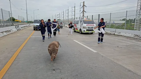 เจ้าของตามหาหลายวัน สุดท้ายเจอ "เจ้าเล็ก" หมูป่าหนีเที่ยวเดินป่วนบนสะพานข้ามแยก