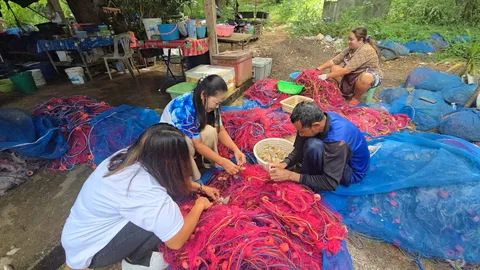 ฤดูทองช่วงมรสุม "กุ้งแชบ๊วย" ทะลักอ่าววังแก้ว ชาวประมงจับขายกิโลละ 250-280 บาท