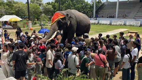 กำลังใจเพียบ นักท่องเที่ยวคึกคักแห่ชม "โชว์พี่ช้าง" แน่นฟาร์มจระเข้สมุทรปราการ