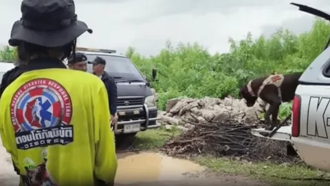 ระดมกำลังเจ้าหน้าที่ นำสุนัข K9 ช่วยค้นหา หญิงวัย 41 หายในป่าทาม