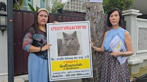 นักธุรกิจสาวประกาศให้ 1 แสน คนนำ “ฉางอัน” แมวพันธุ์สก็อตติชสุดรัก มาคืนให้