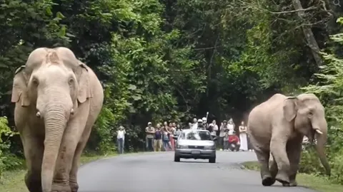 อุทยานฯ เขาใหญ่ ลุยเอาผิดคนขับรถเร็ว หวิดชน "พ่องาทอง-ต้นกล้า" ช้างป่าพ่อลูก