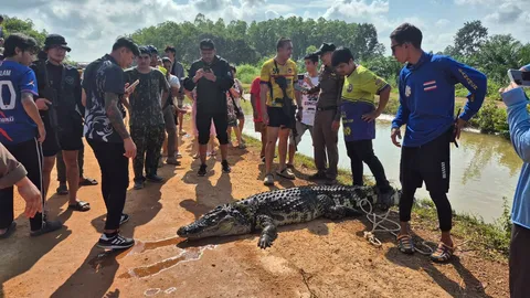 “จับตาย” จระเข้ ยาวกว่า 2 เมตร หลุดจากฟาร์มชาวบ้านโล่งอก
