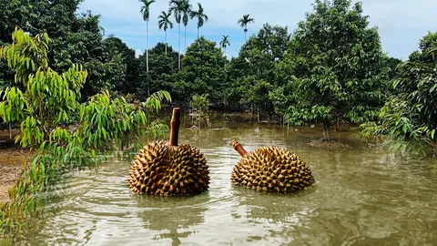 “น้ำท่วม” สวนทุเรียนจันทบุรี-ระยอง 2 หมื่นไร่ เกษตรกรเจ็บหนัก ลูกค้าจ่อซื้อแพง 