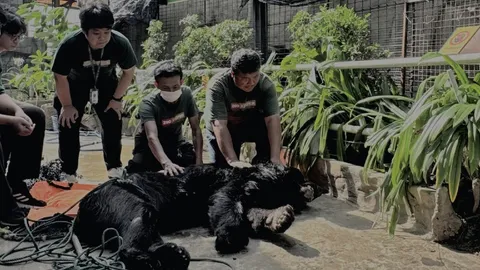 ปิดตำนาน "ปู่ดำเงา" หมีควายอายุยืนมากสุดในไทย แห่งสวนสัตว์พาต้า สิ้นใจแล้ว